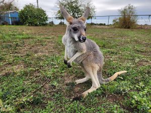 kangaroos for sale, exotic pets for sale